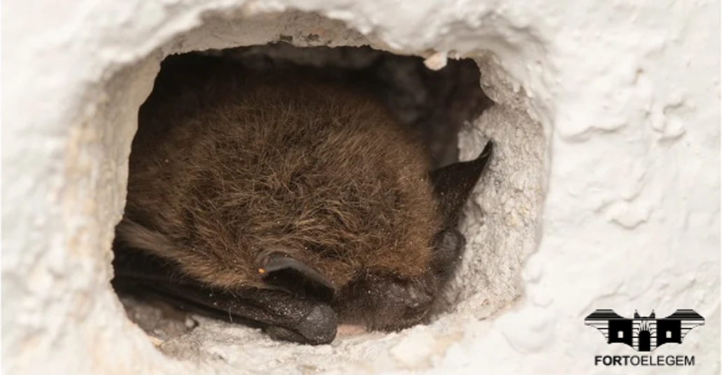 Vleermuizen spotten in fort Oelegem.