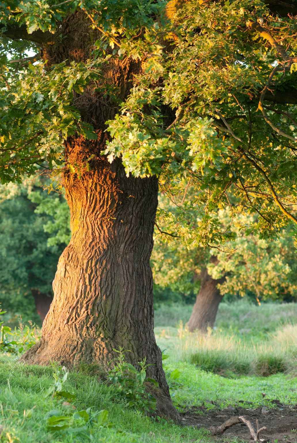 Foto Wim Dirckx, NatuurPunt
