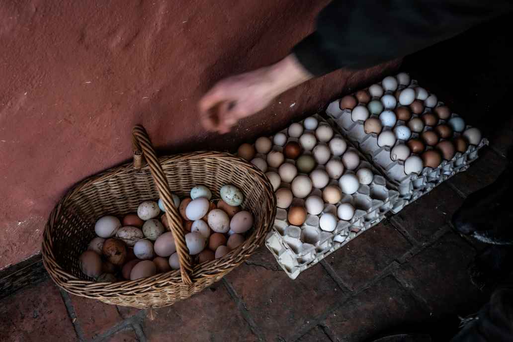 eieren in al hun diversiteit